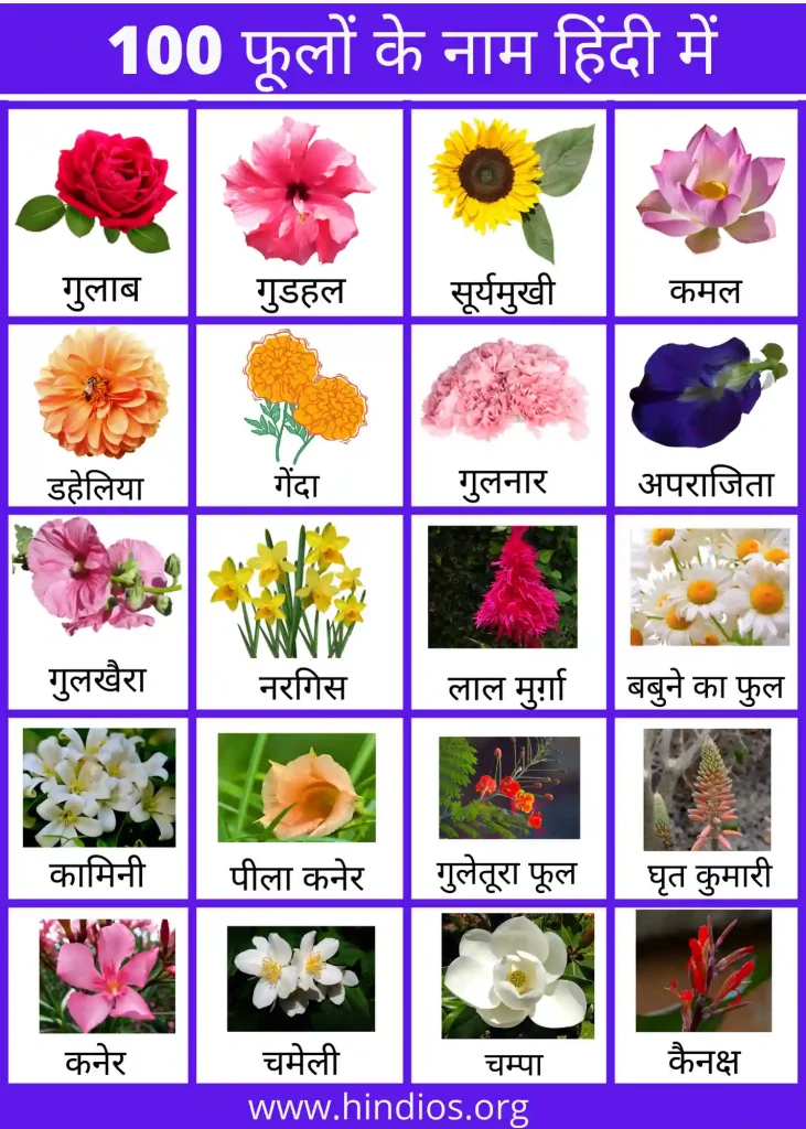flowers name in Hindi and English with pictures
