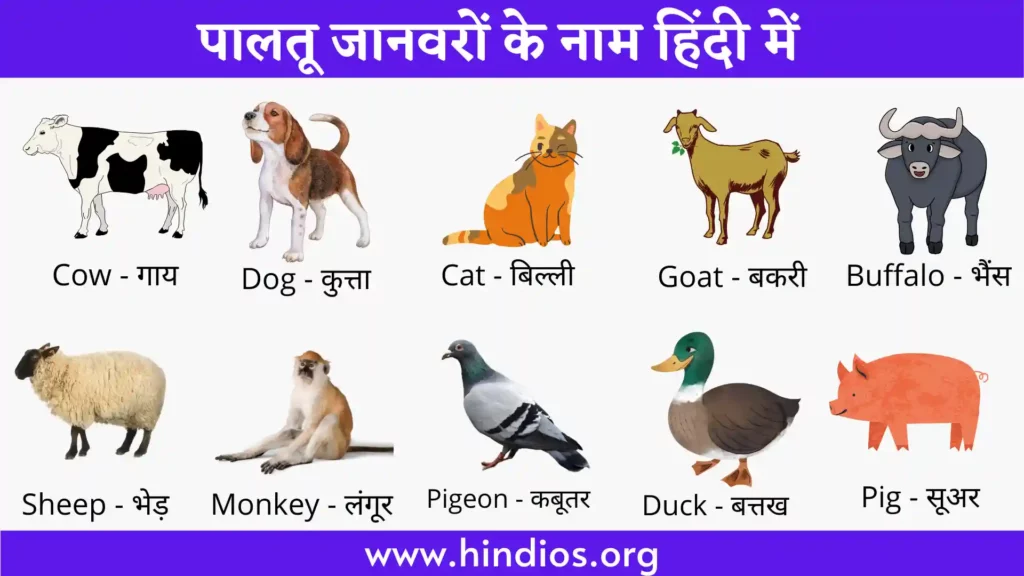 pet/domestic animals name in hindi and English
