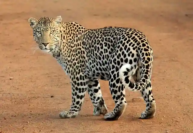 Leopard 